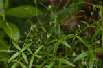 Arkansas bedstraw